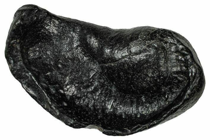 Large Fossil Whale Ear Bone - South Carolina #340254